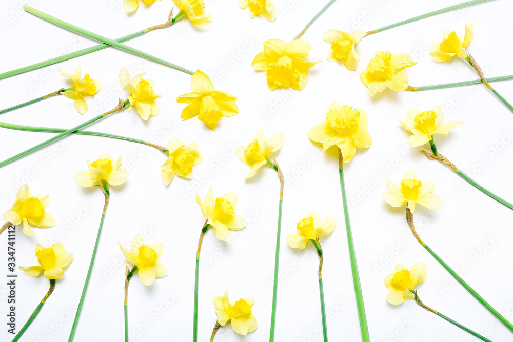 Flowers composition. Spring narcissus flowers on white background.