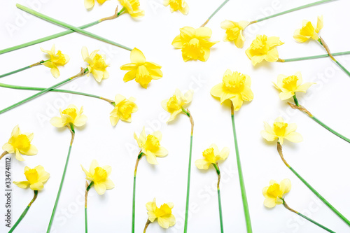 Flowers composition. Spring narcissus flowers on white background.
