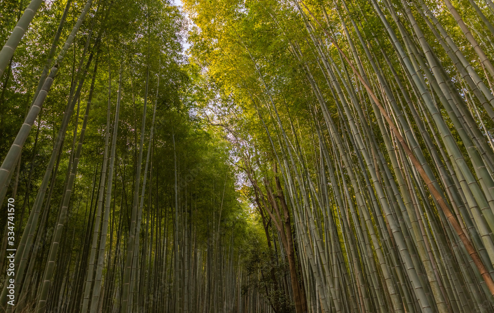 Bamboo Forest V Bamboo Forest V