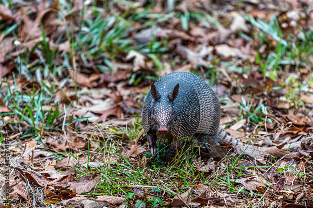 Obraz premium A nine-banded armadillo (Dasypus novemcinctus) in the Harris Neck National Wildlife Refuge, Georgia, USA.