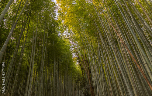 Bamboo Forest V