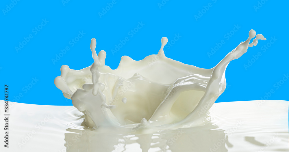 pouring of milk splash isolated white background pouring of milk splash isolated white background