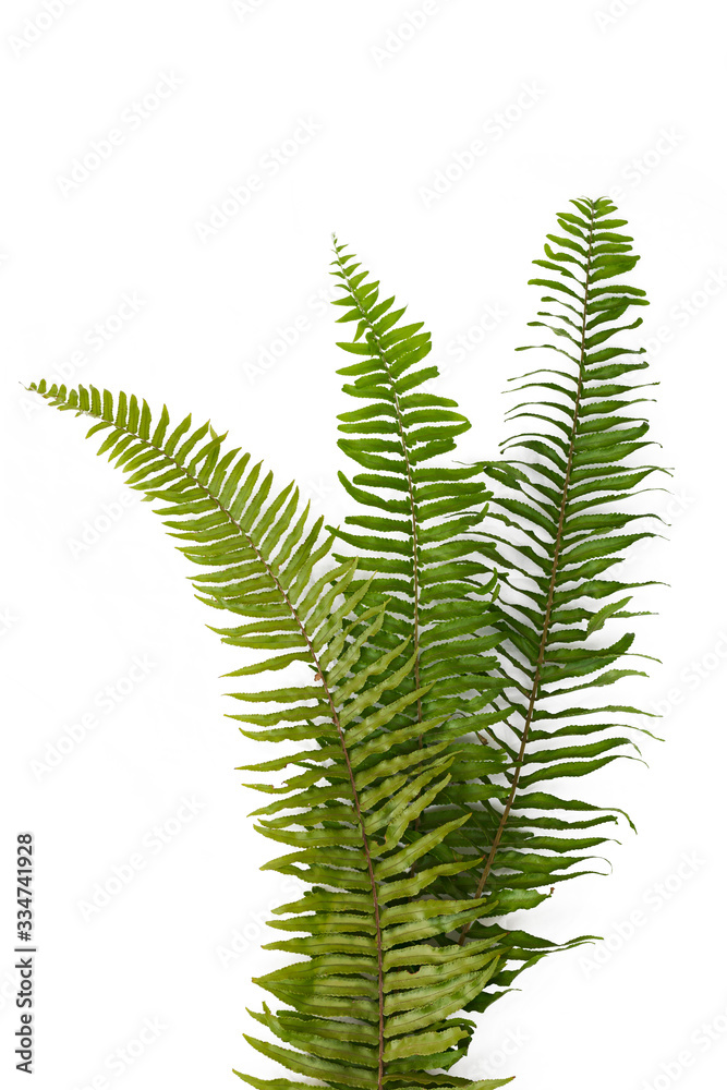 Fern leaves sword fern isolated on white background