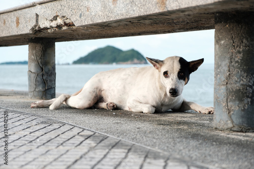 Dog lying on the beach, happily.