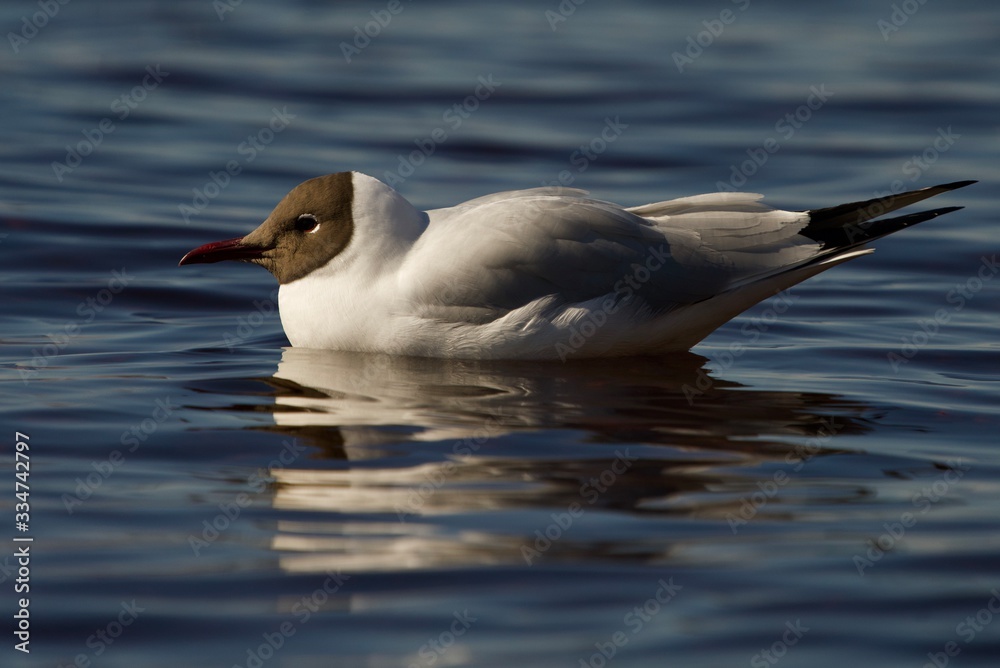 seagull in water