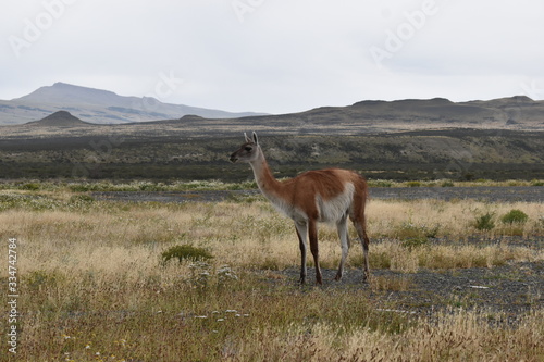 A guanaco on a meadow in Chile  Patagonia