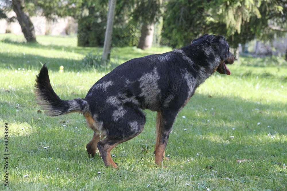Fototapeta premium Sheepdogs domestic garden puppy playing together