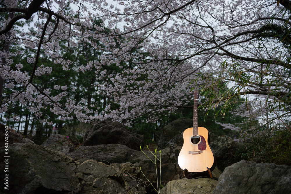Fototapeta 満開の桜とギター