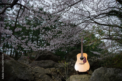満開の桜とギター