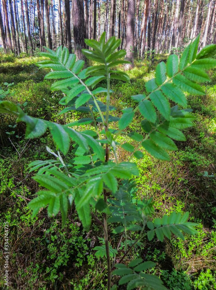 Obraz premium Young shoots and blossoming leaves of mountain ash on a tree in spring.