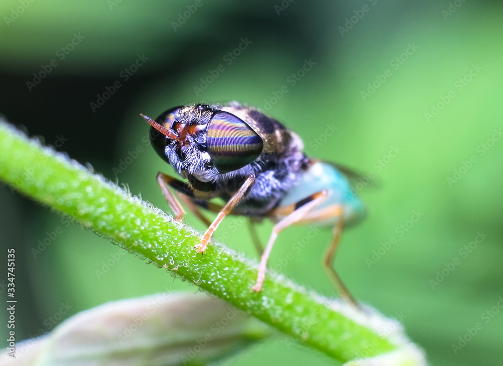 Closed up macro ; Extremely sharp and detailed of fly. Focus on eye. House fly on tree brance and blowing bubbles isolated on green background. Education and natural concept. Closed up macro ; Extremely sharp and detailed of fly. Focus on eye. House fly on tree brance and blowing bubbles isolated on green background. Education and natural concept.