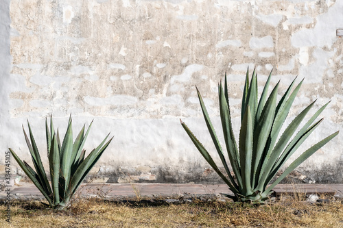 A Mexican scene of two espadin agave plants, against a rugged peeling white wall, in Oaxaca, Mexico. With room for text / space for copy photo