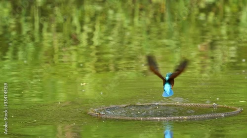 Close up of bird Kingfisher (Alcedo atthis) diving into water, catch a fish and fly away, super slow motion footage. photo