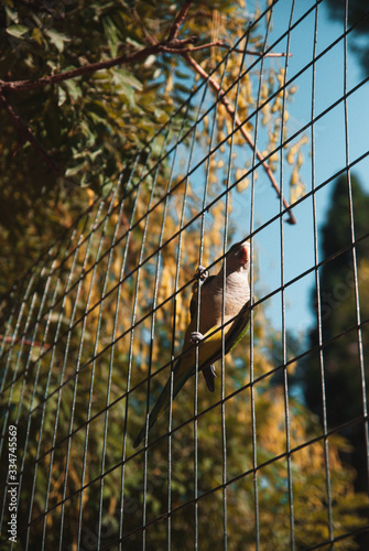 parrot in cage