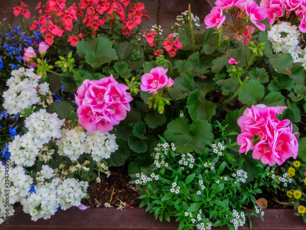 Beautifully decorated border of different colorful garden flowers.