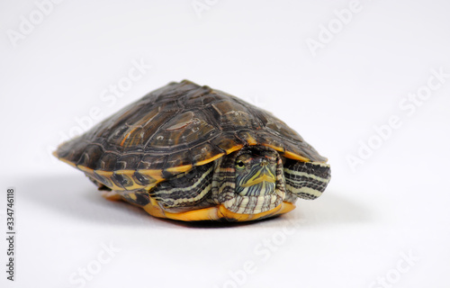 turtle on a white background close-up