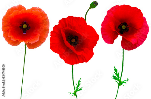 poppies flowers collection isolated on white background