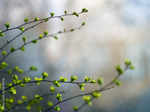 Young branches with green leaves.