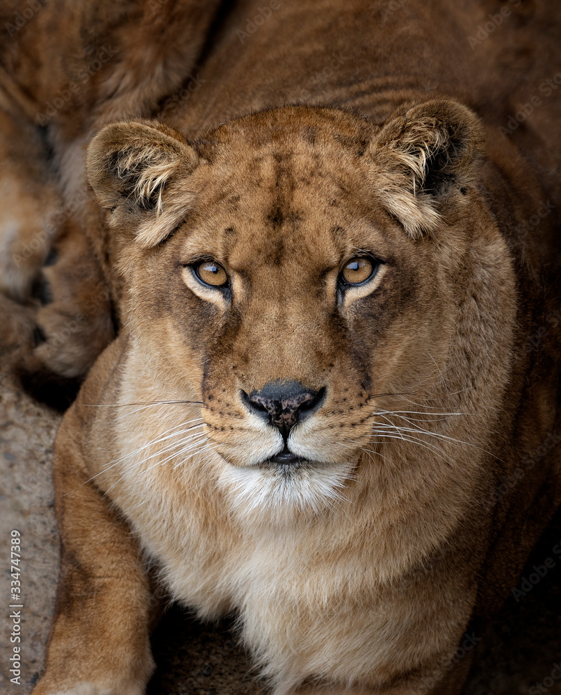 Head portrait of a lioness looking at the camera Head portrait of a lioness looking at the camera
