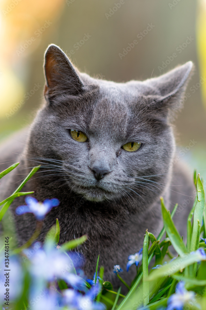 A handsome grey pet cat in the grass and flowers in an outdoor nature park