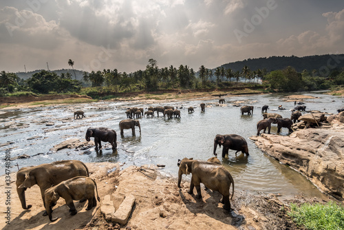 Pinnawala Elephant Orphanage, Sri Lanka