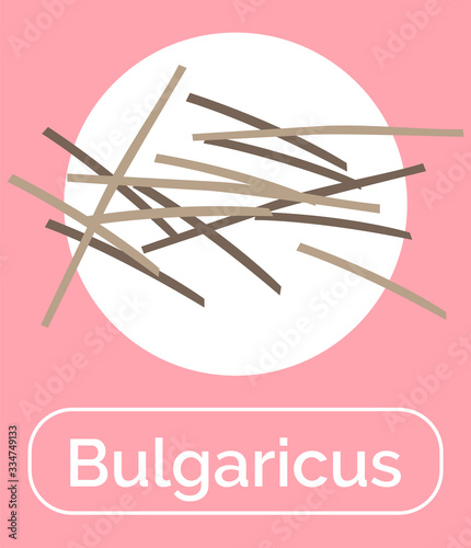 Bulgaricus bacteria with positive effect on microflora and digestive system of human. Probiotics for healthy functioning of body. Microorganism for immunity and organism health. Vector in flat