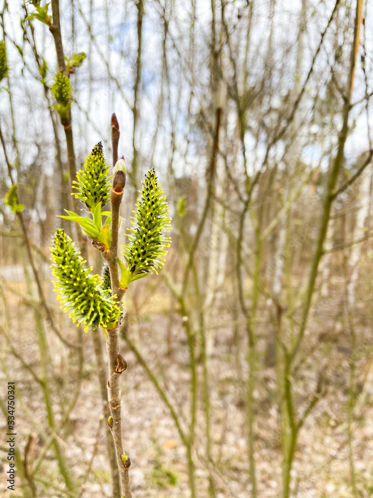 Close-up of willow tree in spring in the park.	