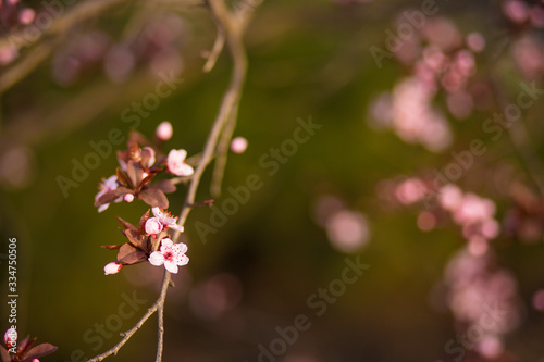 Fresh, pink, soft spring cherry tree blossoms on pink bokeh background. © Svetlana