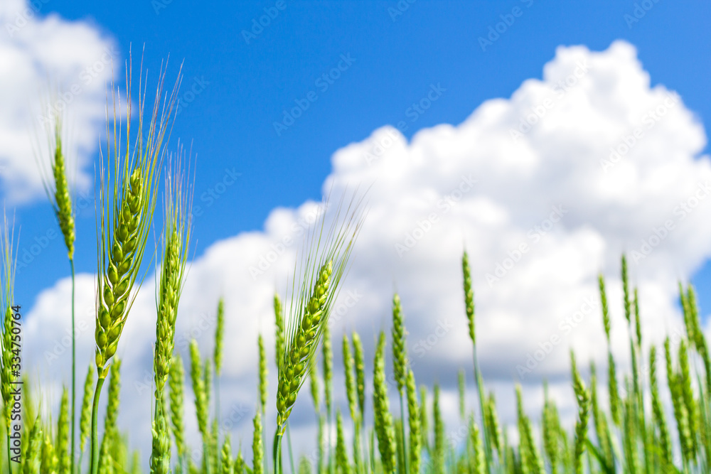 Fototapeta premium Wheat fresh of green color field with blue sky and white clouds from the perspective.