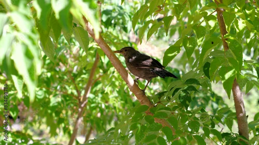 Close up of a small brown bird with a ring on its leg sitting on a leafy tree branch, looking at the camera and flying away. Madrid. Spain. 4K Close up of a small brown bird with a ring on its leg sitting on a leafy tree branch, looking at the camera and flying away. Madrid. Spain. 4K