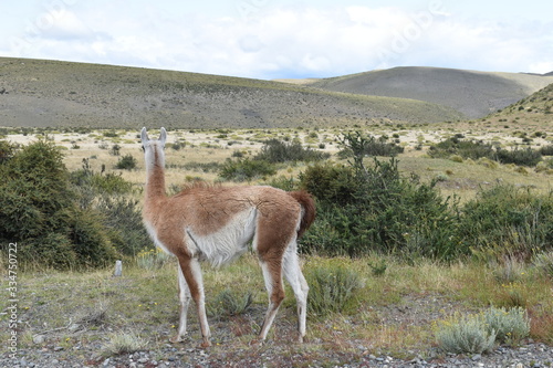 A guanaco on a meadow in Chile, Patagonia