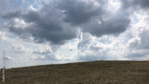 Bird flying in the mountains