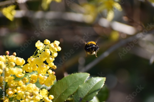 Nature, insect, flower