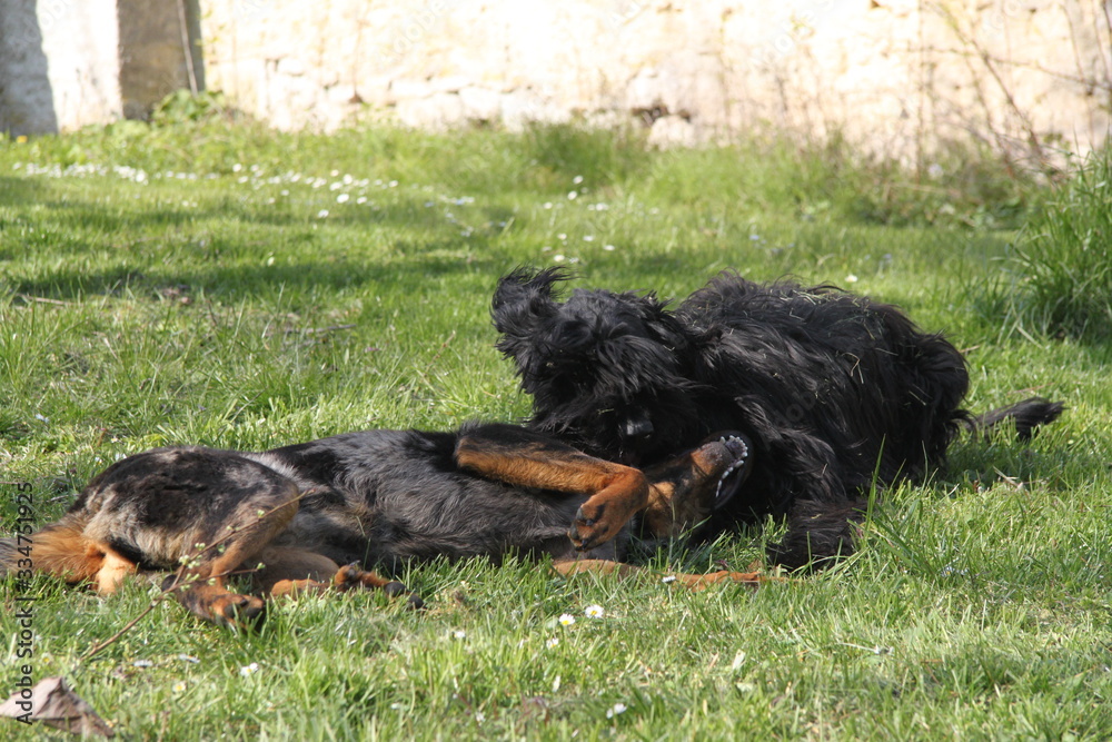 Sheepdogs domestic garden puppy playing together Sheepdogs domestic garden puppy playing together