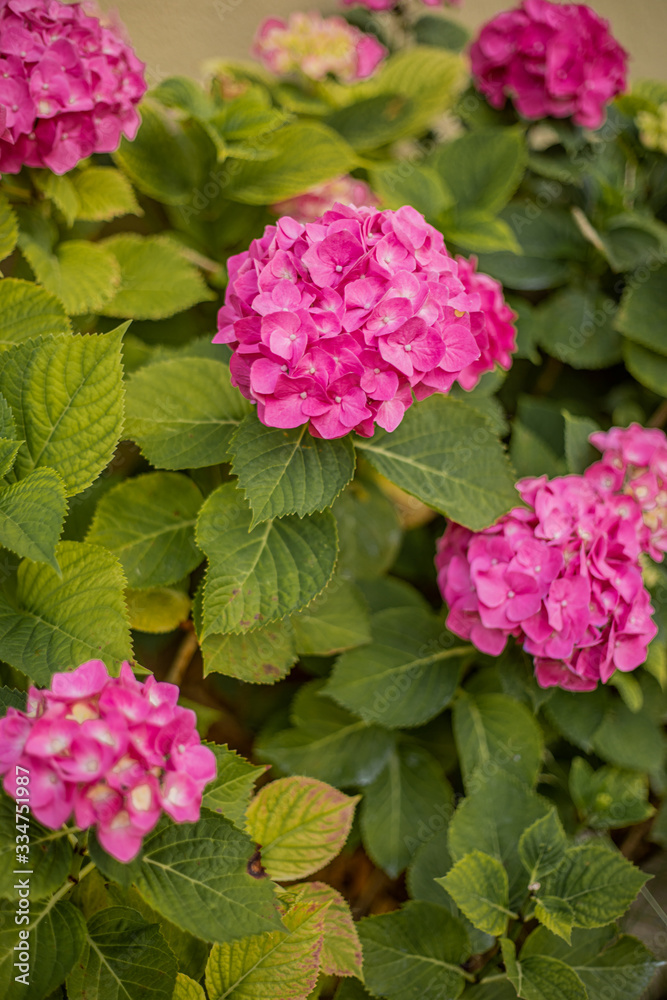 Colourful bright pink hortensia grows in the garden on a hot summer day. Beautiful vivid hydrangea grows in the garden Colourful bright pink hortensia grows in the garden on a hot summer day. Beautiful vivid hydrangea grows in the garden