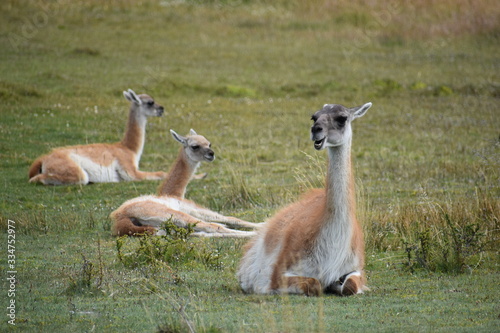Guanacos on a meadow in Chile  Patagonia