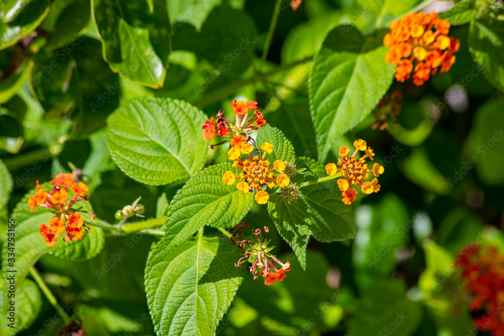 Lantana camara also called as Lantana, tick berry, Spanish flag, magwagwa (Luo), mjungwina (Shambaa), mukenia (Kikuyu), nyabend-winy (Luo), omuhuuki (Ankole) Lantana camara also called as Lantana, tick berry, Spanish flag, magwagwa (Luo), mjungwina (Shambaa), mukenia (Kikuyu), nyabend-winy (Luo), omuhuuki (Ankole)