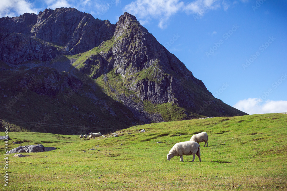 Clear and peaceful landscape with sheeps