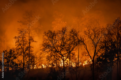 Rain forest fire disaster is burning caused by humans