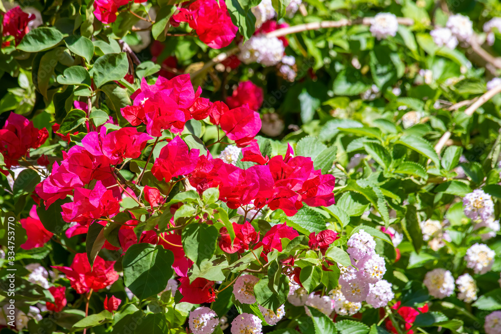 Bougainvillea spectabilis, also known as great bougainvillea, is a species of flowering plant. It is native to Brazil, Bolivia, Peru, and Argentina's Chubut Province