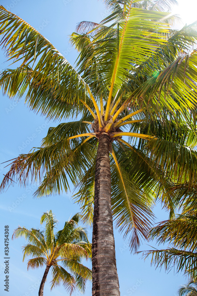 palm tree and blue sky