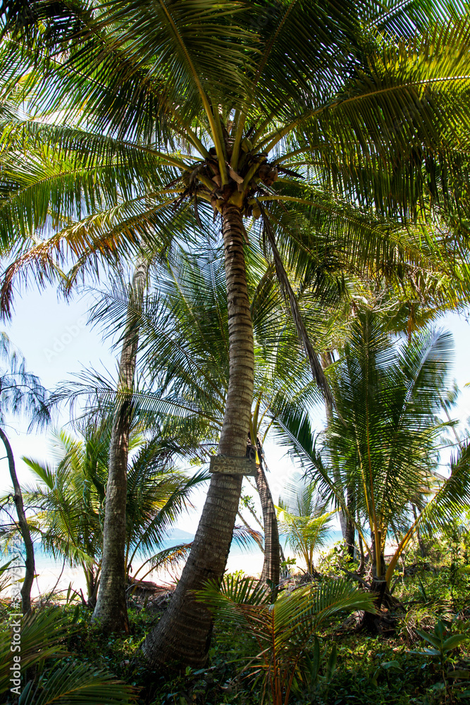 Obraz premium palm trees on beach