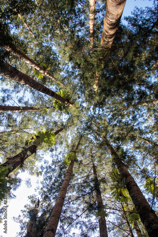 Fototapeta premium trees in the forest