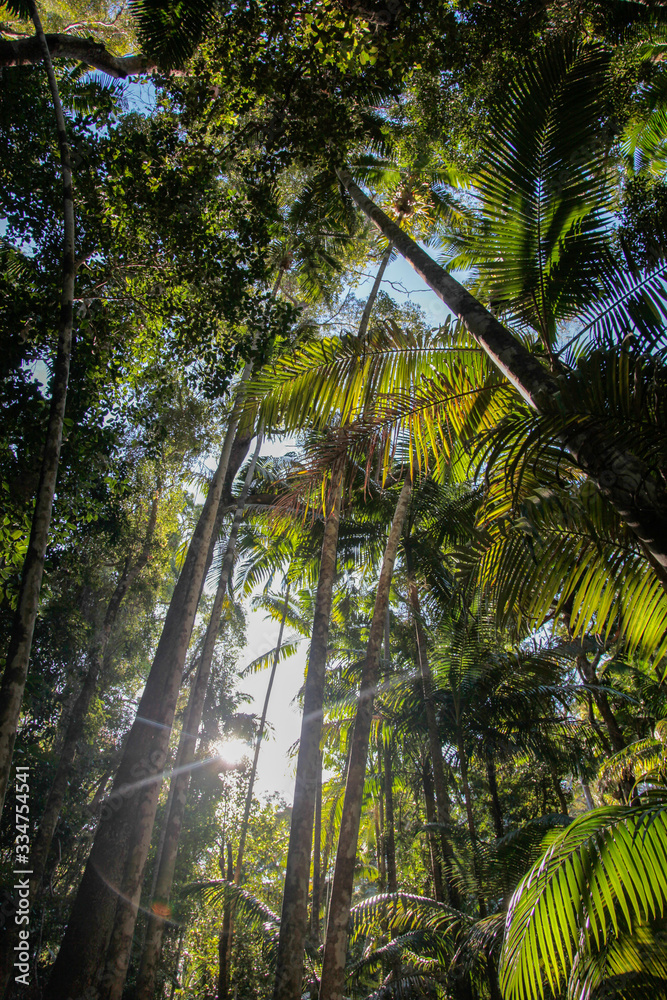 Naklejka premium palm trees and blue sky