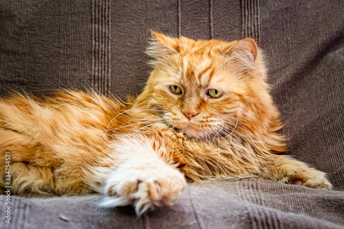 Portrait d'un chat angora roux