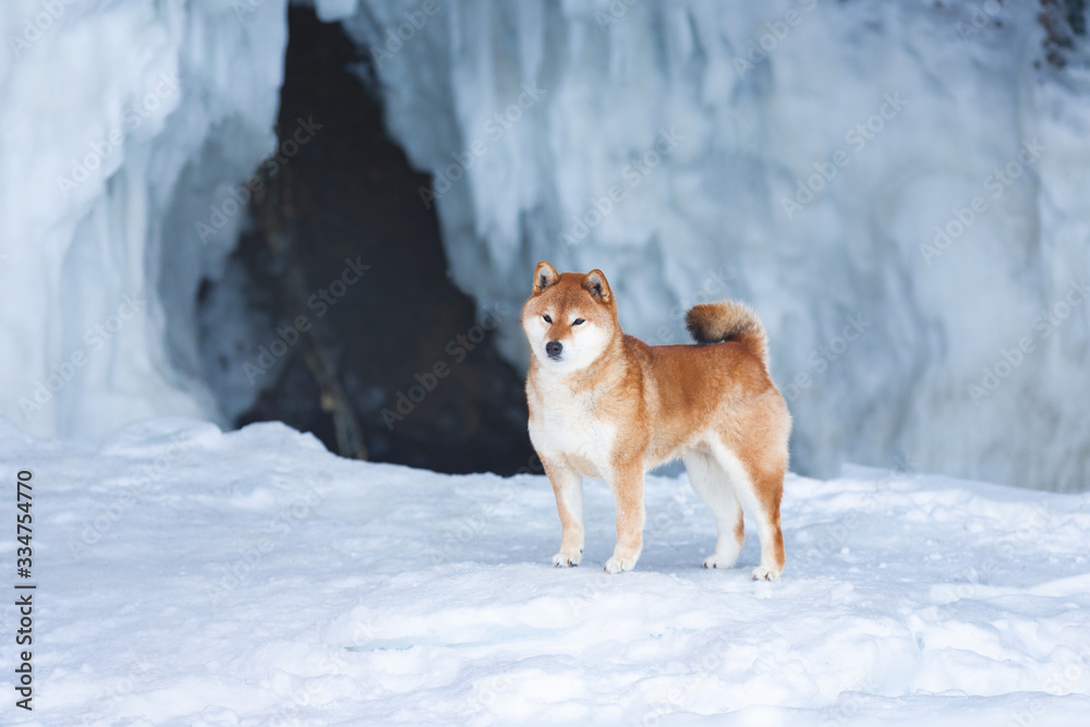 Beautiful shiba inu dog standing in front of icefall. Red Shiba dog is standing in the ice cave.