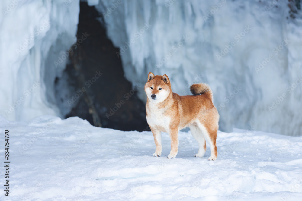 Beautiful shiba inu dog standing in front of icefall. Red Shiba dog is standing in the ice cave. Beautiful shiba inu dog standing in front of icefall. Red Shiba dog is standing in the ice cave.