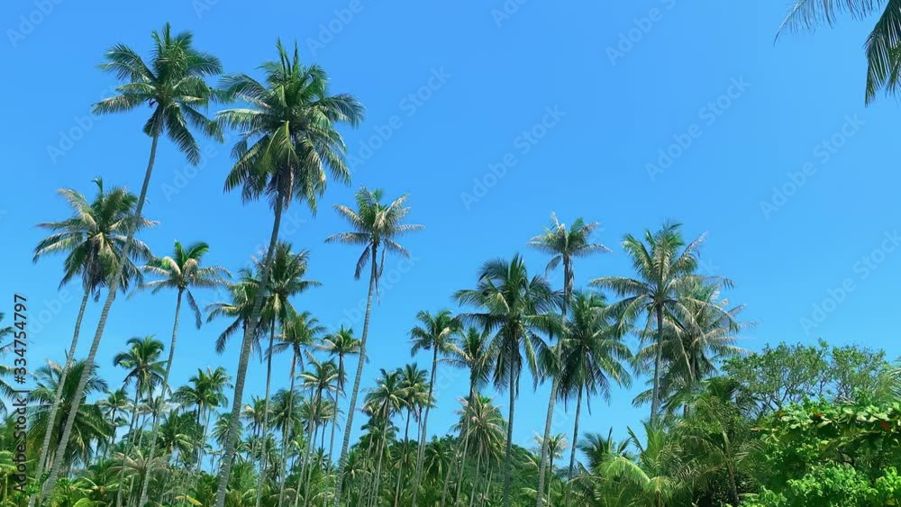 Beautiful view of tall palm is growing under blue sky in Thailand. Green trees and unique nature on exotic island on sunny day. Amazing natural scenery and flora are part of environment in tropical Beautiful view of tall palm is growing under blue sky in Thailand. Green trees and unique nature on exotic island on sunny day. Amazing natural scenery and flora are part of environment in tropical