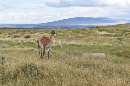 A guanaco on a meadow in Chile, Patagonia