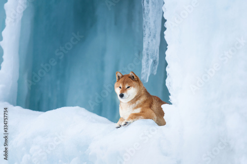 Beautiful shiba inu dog lying in front of icefall. Red Shiba dog is lying in the cave. © Anastasiia